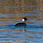 Black-necked Grebe; Zampullín Cuellinegro