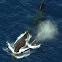 Humpback whale