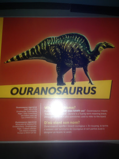 Ouranosaurus Bones