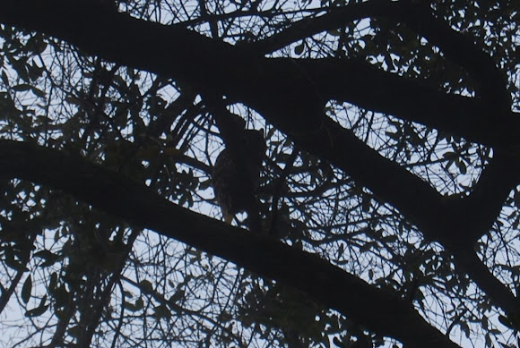Spotting Image 1
