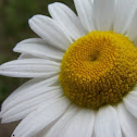 Common Daisy