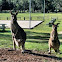 Kangaroo