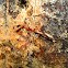 Cave Thread-legged Bug