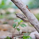 Black Swallowtail Chrysalis