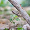 Black Swallowtail Chrysalis