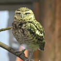 Burrowing Owl