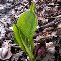 Skunk Cabbage
