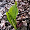 Skunk Cabbage