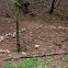 Fairy ring