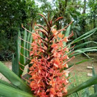 Red ginger