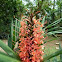 Red ginger