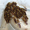 Paper wasps