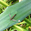 Crane Fly