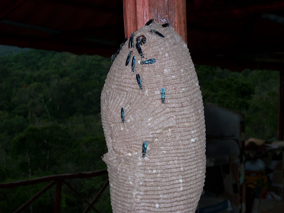 Spotting Image 1