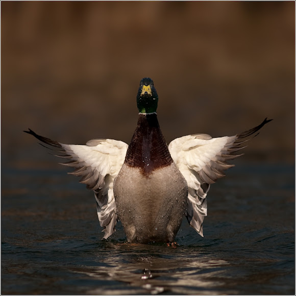 Spotting Image 1