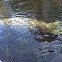 West Indian Manatee / Florida Manatee