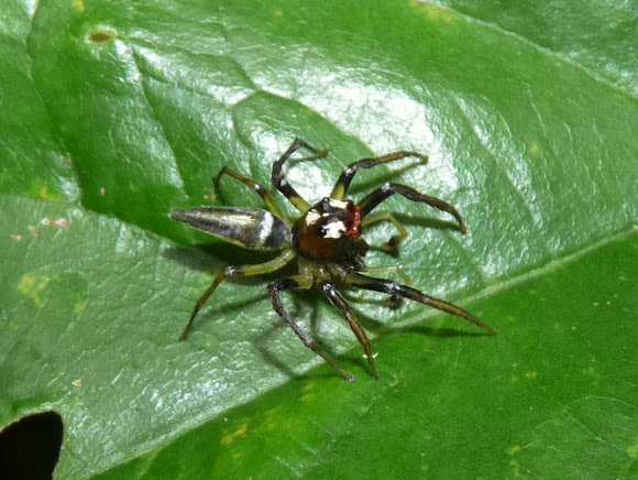 Spotting Image 1