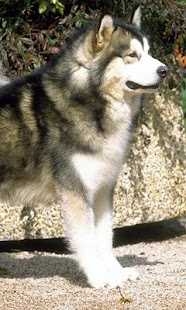 How to get Alaskan Malamutes Wallpapers patch 1.0 apk for android