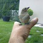 Chaffinch (female)