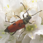 Dimorphic Longhorn Flower Beetle (Female)