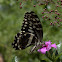 Citrus Swallowtail