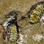Chiton