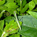 Praying Mantis ( juvenile )
