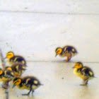 Mallard Ducklings