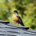 American Robin