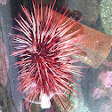 Purple urchin