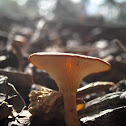 Common Funnel