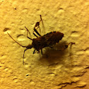 Western conifer seed bug