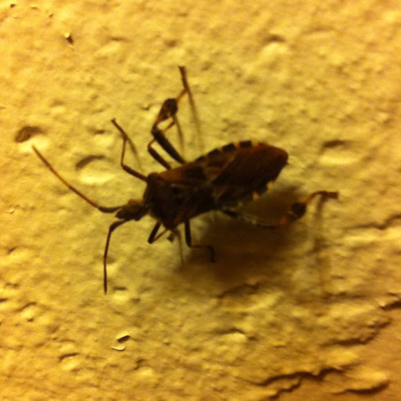 Spotting Image 1