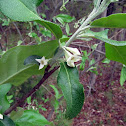 Autumn olive