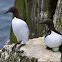 Thick-billed Murre