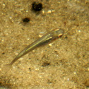 Eastern mosquitofish