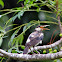 Asian Pied Starling