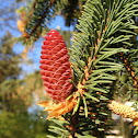Norway spruce