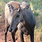 Nilgai