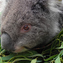 Koalas