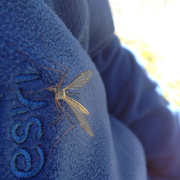 Spotting Image 1