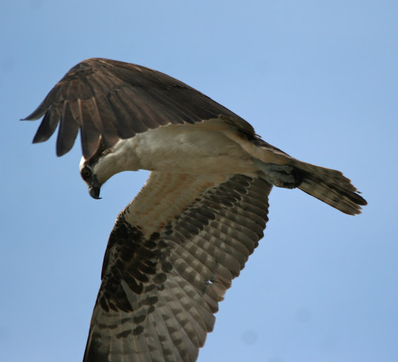 Spotting Image 1