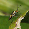 Squash bug