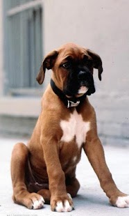 How to install Boxers Jigsaw Puzzle lastet apk for bluestacks