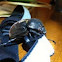Scarab Beetle