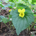 Downy Yellow Violet