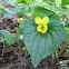 Downy Yellow Violet