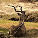 Greater Kudu