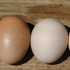 Domestic bird eggs
