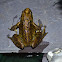 European Common Frog